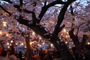 maruyamakouen hanami