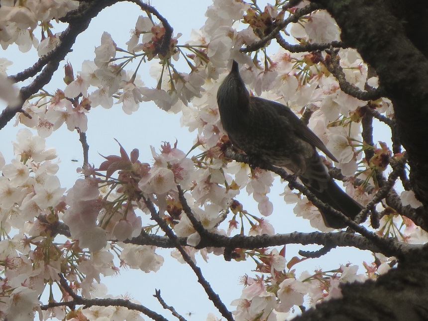 omurozakura